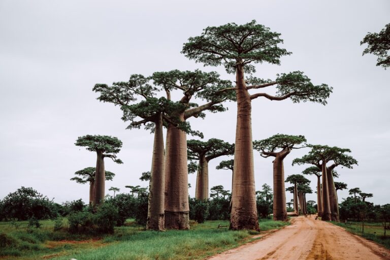 baobab